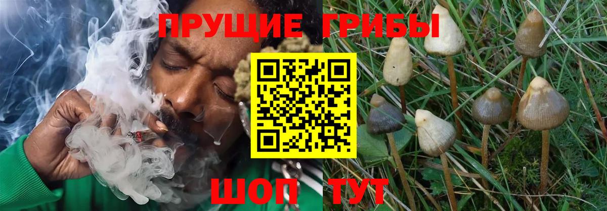 Нарткала  Галлюциногенные грибы Psilocybe  Псилоцибиновые грибы GOLDEN TEACHER  Вход с VPN 